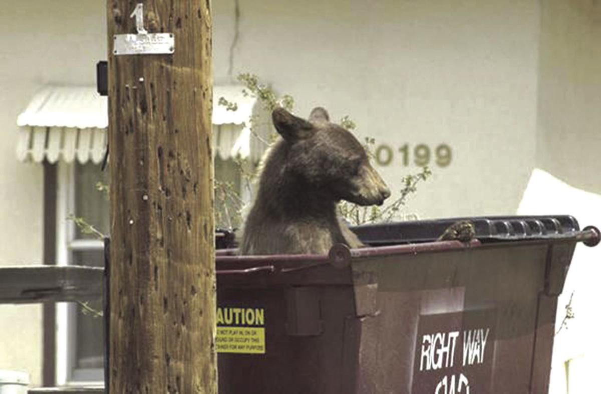bear
